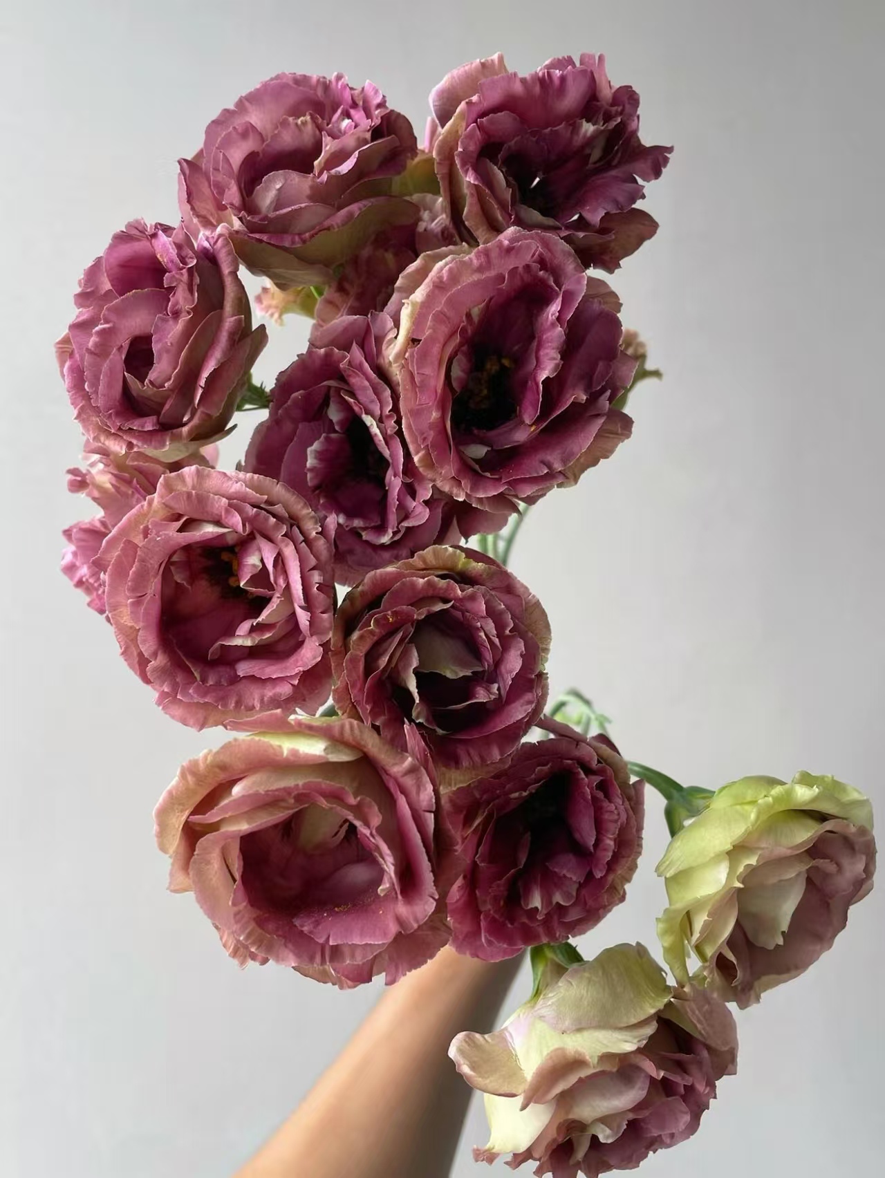 Brown Lisianthus