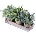 Conjunto de 3 mini plantas de eucalipto artificial em vasos