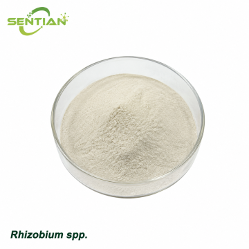 Rhizobium spp. Nitrogen Fixing Biofertilizer for Legumes