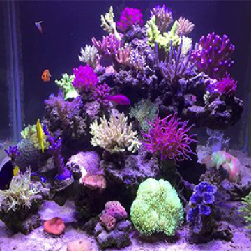 Marine LED Aquarium Light do Coral SPS LPS