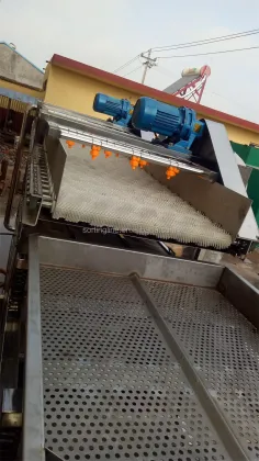 Commercial Brush Vegetable Cleaning Machine for Lotus Root Washing