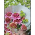 বিবাহের জন্য উচ্চ মানের তাজা কাট গোলাপী Scabiosa