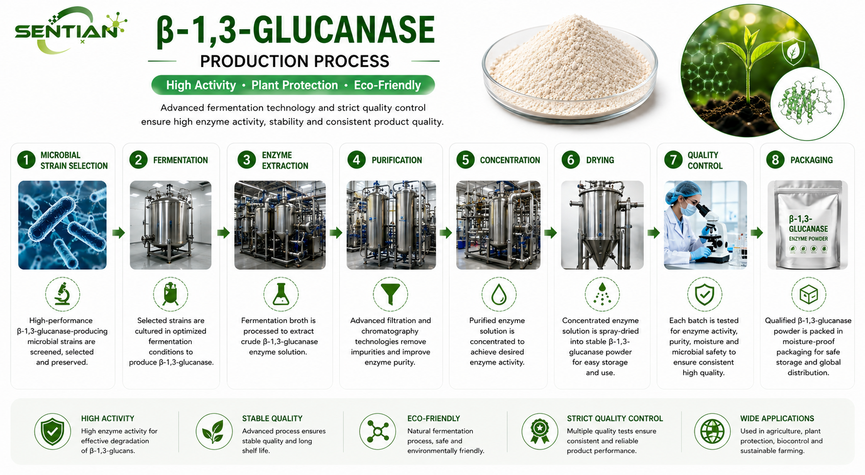 β-1,3-Glucanase1
