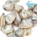 Vongole di fiume fresche e vive e pura carne congelata