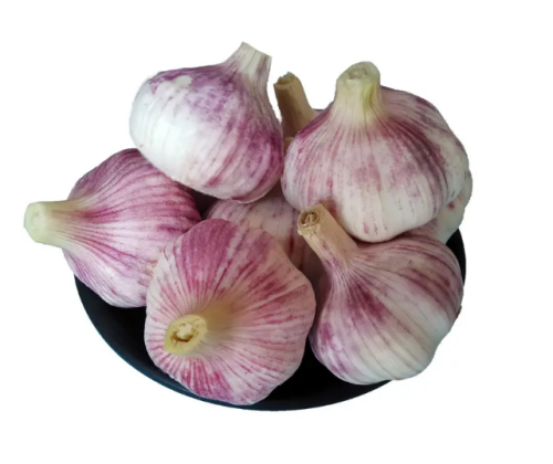Fresh Normal Garlic High Quality