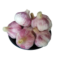 Fresh Normal Garlic High Quality