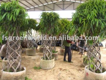 cage shape Ficus irregularis packing