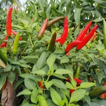 Dried sichuan red pepper