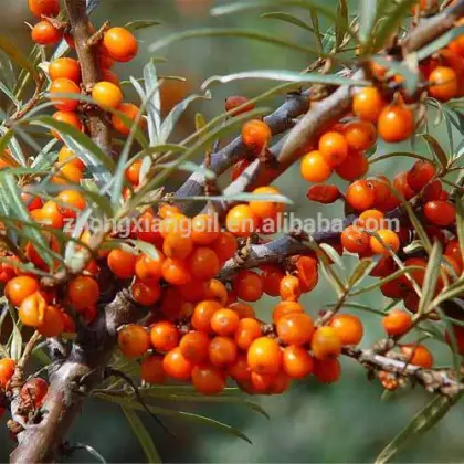 100% Pure Unrefined Cold Pressed Sea Buckthorn Seed Oil
