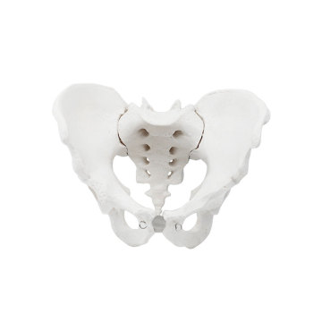 Natural Size Male Pelvis Model ZM1025