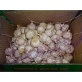 Hot  Sale Normal White Garlic