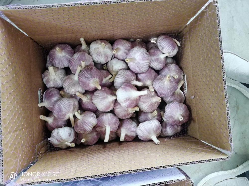 Fresh white garlic/top quality fresh garlic