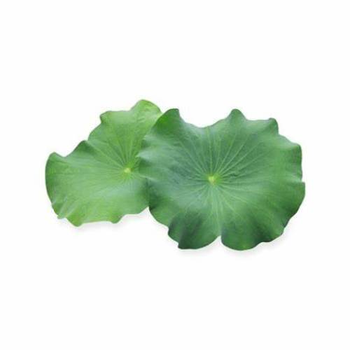 Hot Sale weight loss lotus leaf extract