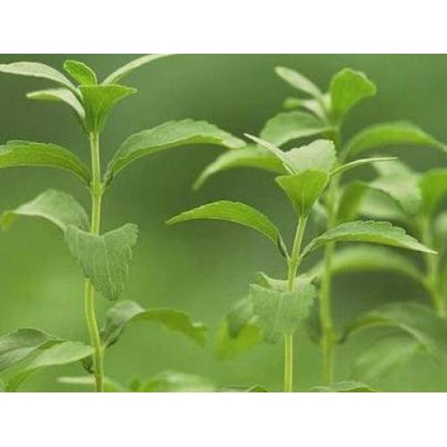 Stevia