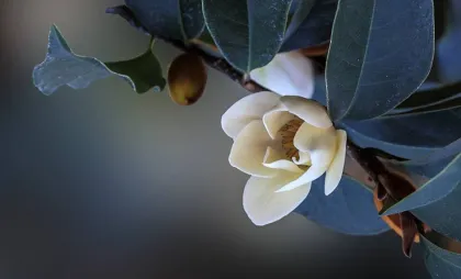 Floral essential oils can soothe the nerves