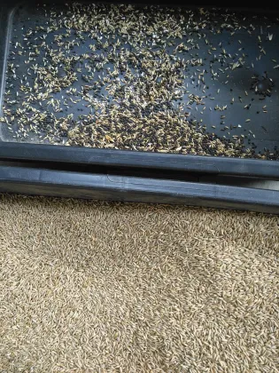 High-Speed CCD Optical Grain Sorting Machine for Wheat, Barley, Corn, Rye, and Quinoa