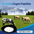 Hurtowa cena zhydrolizowane białko peptydy kolagenowe proszek