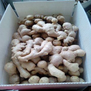 Air Dried Ginger to Europe Market