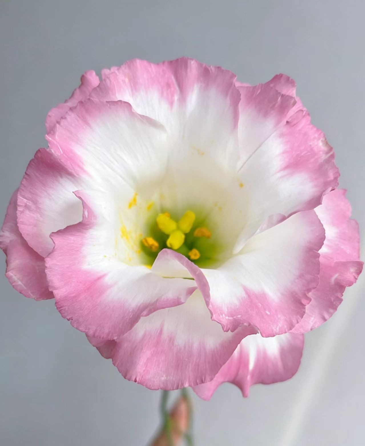 Pink edged lisianthus