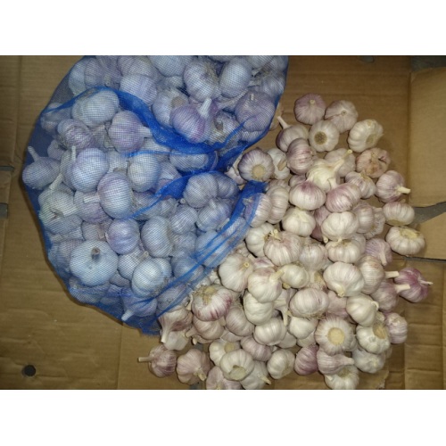 Fresh Garlic Loosing Packing