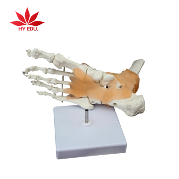 Natural Size Foot and Ankle Joint PVC Human Skeleton Model with Ligaments
