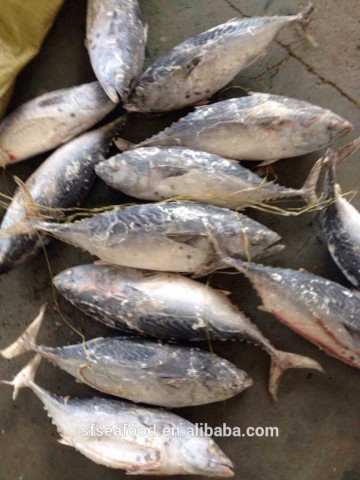 dried sprats of bonito tuna