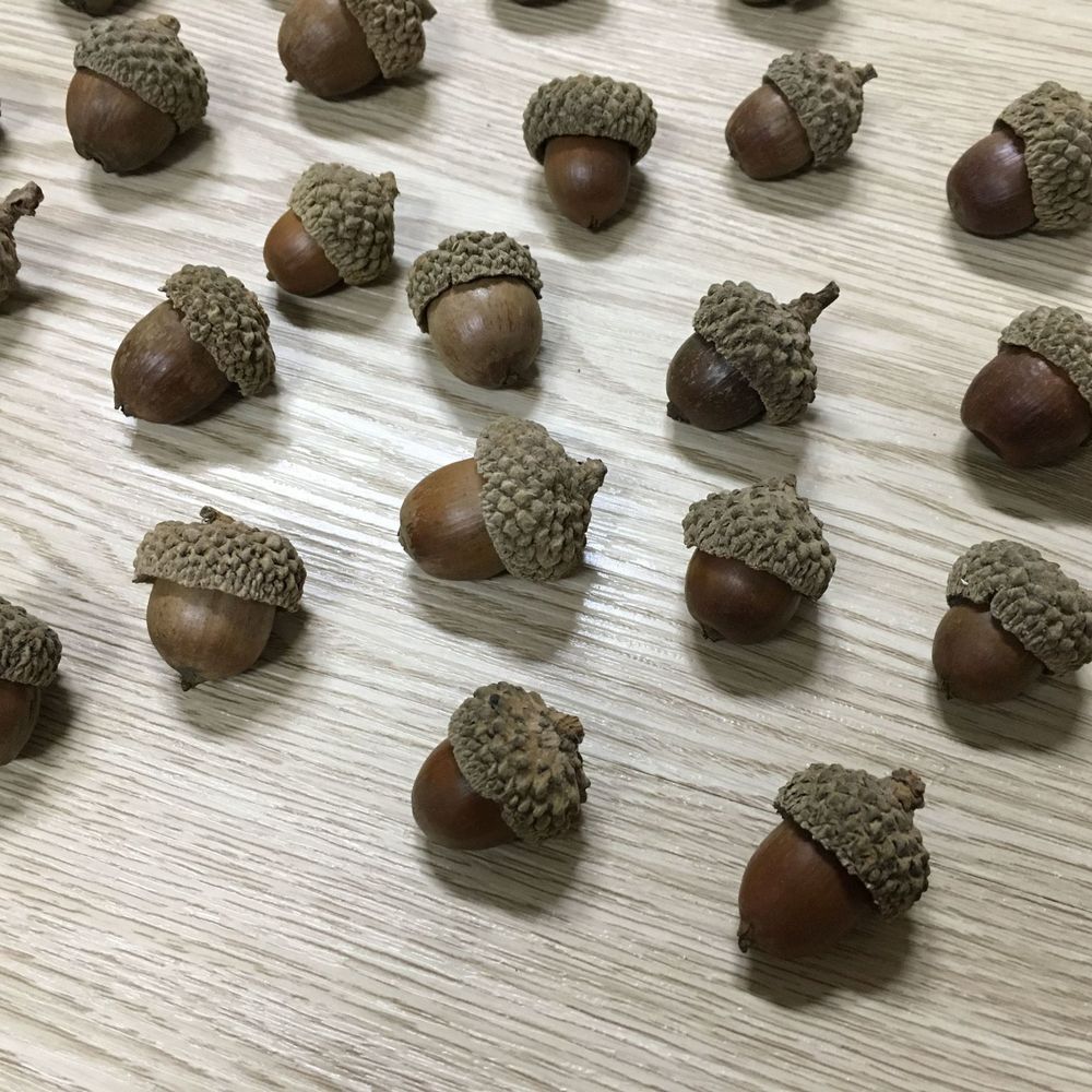 12pcs Artificial Acorns Lifelike Simulation Acorn with Natural Acorn Cap for DIY, Crafting, Wedding, House Decor