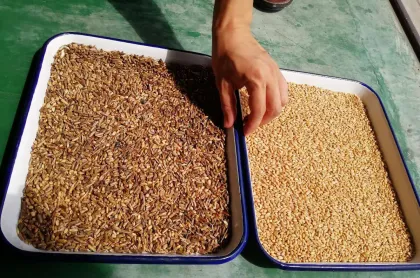 High-Speed CCD Optical Grain Sorting Machine for Wheat, Barley, Corn, Rye, and Quinoa