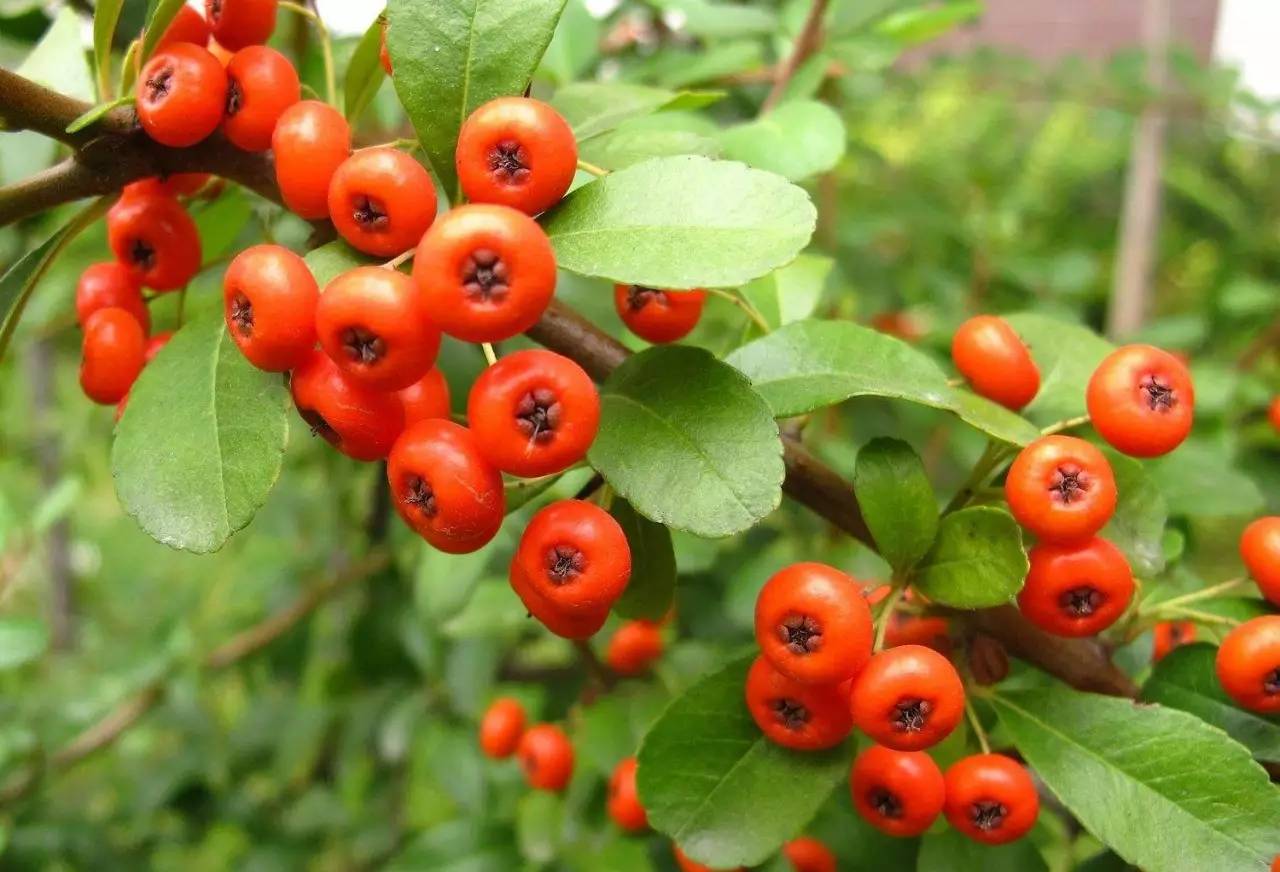 Schisandra Chinensis