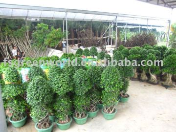 Ficus microcarpa cage shape