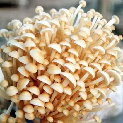 Flammulina velutipes enoki mushroom powder extract