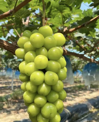 Delicious Shine Muscat Grapes Natural Taste