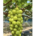 Masarap na Shine Muscat Grapes Natural na Panlasa