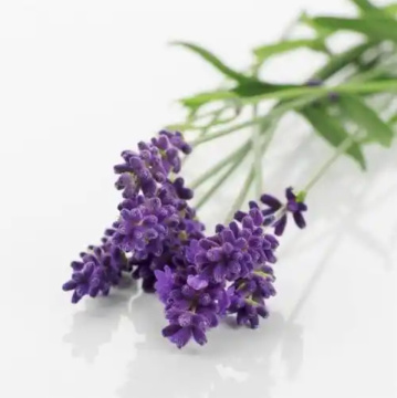 Lavandula Angustifolia Lavender Flower Extract Powder