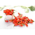 PYSON Hot sales goji berry extract powder