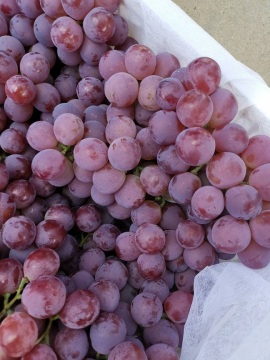 BINCHUAN GRAPES ARE STARTING
