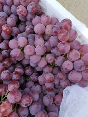 BINCHUAN GRAPES đang BẮT ĐẦU