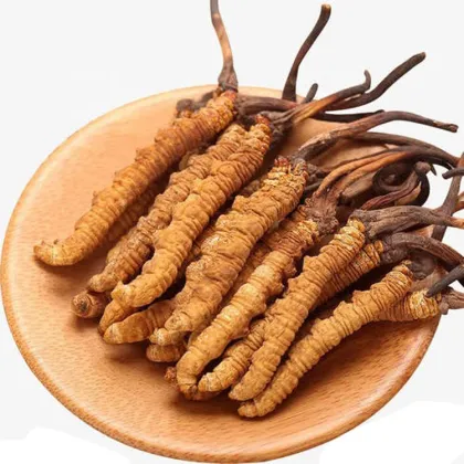 Wholesale Cordyceps Militaris Extract Cordycepin Powder 1% Cordyceps Extract Powder