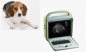 Veterinary Color Doppler Ultrasound Scanner (K2 Vet)