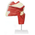 /msite/products/detail/productid/63604642/id/1517769.html