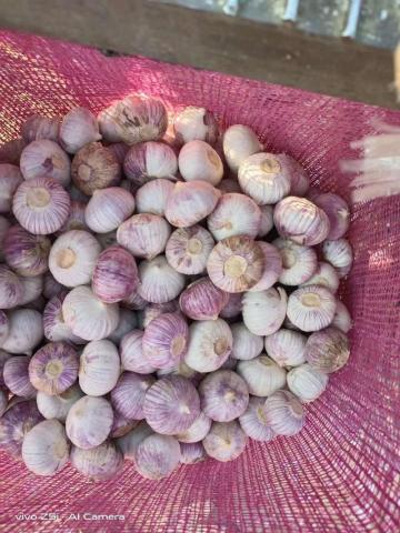 Yunnan province solo garlic