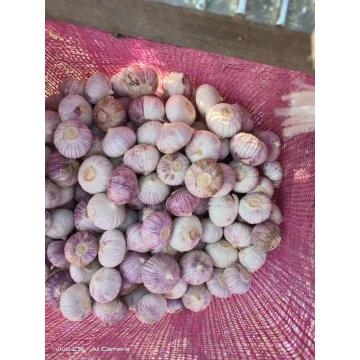 Solo Knoblauch der Provinz Yunnan