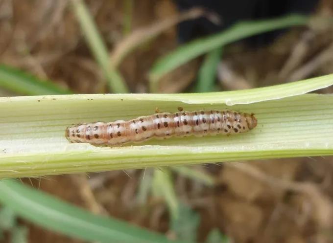 Snout moth's larva