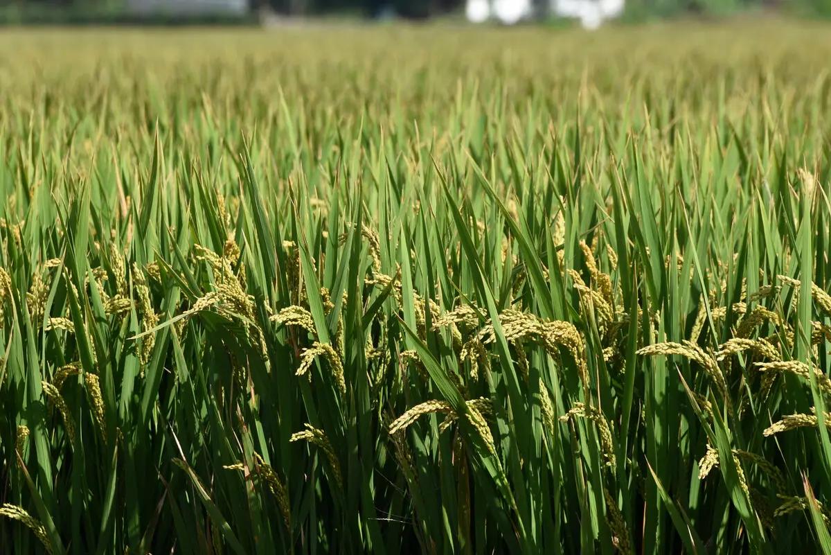 Rice is not mature