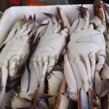 Competitive Prices on Frozen Seafood Whole Crabs