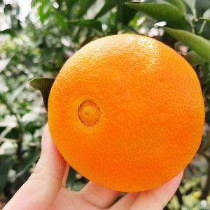 Fresh baby orange/sweet citrus
