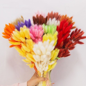 Every Love Wholesale 60 PCS/Bunch Natural Color Dried Lagurus Ovatus Rabbit Tails Grass