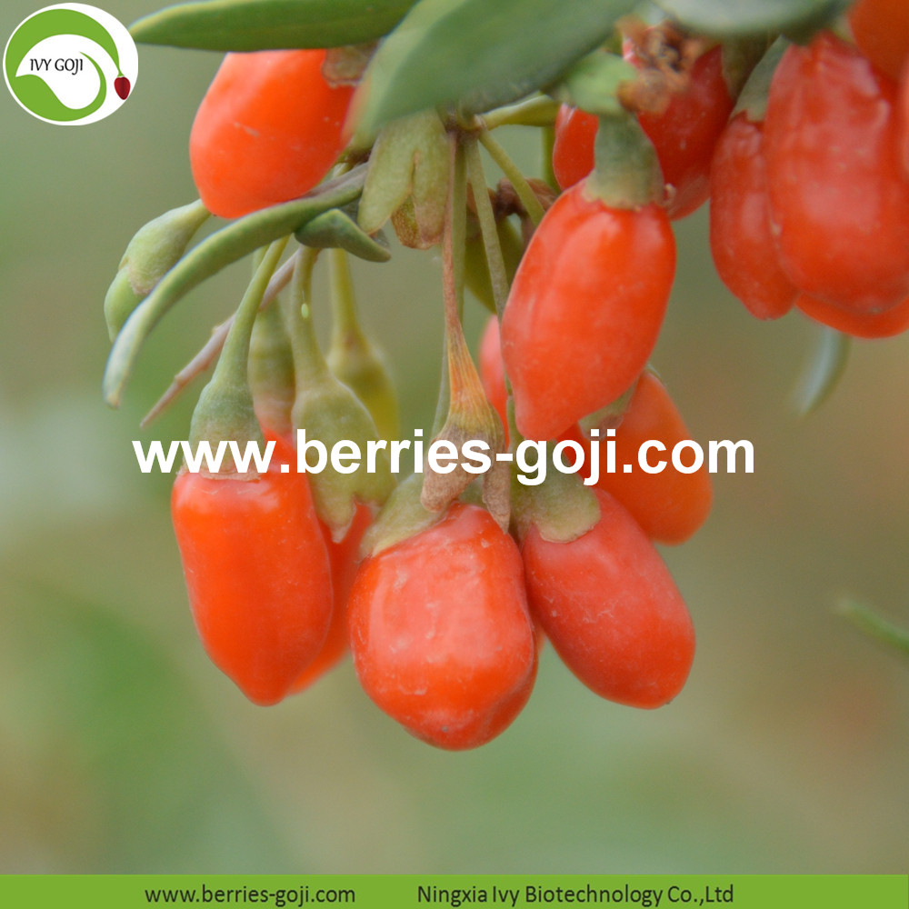 Common Goji Berry