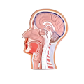 Sagittal Section of Human Head