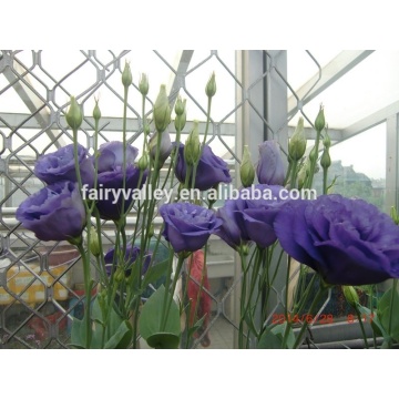 Sale Lisianthus flower seeds Eustoma grandiflorum seeds for planting